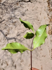 Cassipourea