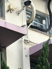 Passer montanus