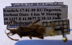 Coriomeris denticulatus