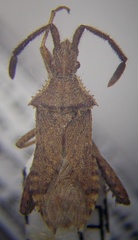 Coriomeris denticulatus