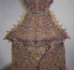 Coriomeris denticulatus