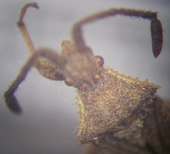 Coriomeris denticulatus