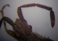 Coriomeris denticulatus