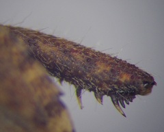 Coriomeris denticulatus