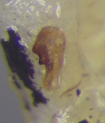 Coriomeris denticulatus