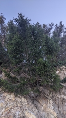 Pseudotsuga macrocarpa