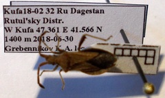 Coriomeris denticulatus