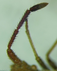 Coriomeris denticulatus