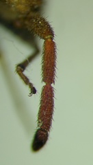 Coriomeris denticulatus