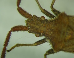 Coriomeris denticulatus