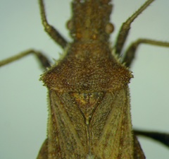 Coriomeris denticulatus