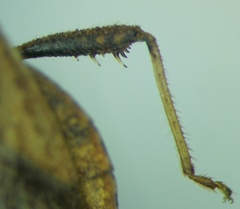 Coriomeris denticulatus