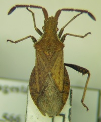 Coriomeris denticulatus