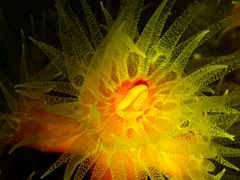 Dendrophyllia arbuscula image