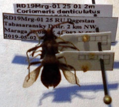 Coriomeris denticulatus