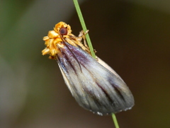 Eulithosia plesioglauca