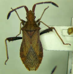 Coriomeris denticulatus