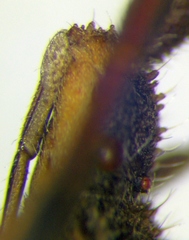 Coriomeris denticulatus