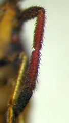 Coriomeris denticulatus