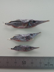 Macroramphosus