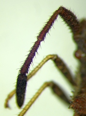 Coriomeris denticulatus