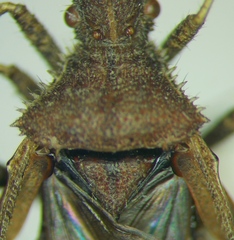 Coriomeris denticulatus