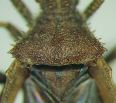 Coriomeris denticulatus