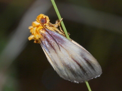 Eulithosia plesioglauca
