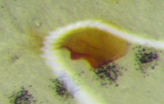 Coriomeris denticulatus