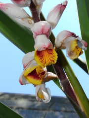 Alpinia zerumbet
