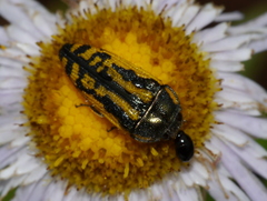 Acmaeodera amplicollis