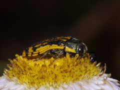 Acmaeodera amplicollis
