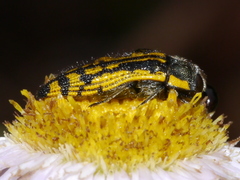 Acmaeodera amplicollis