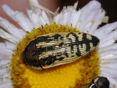 Acmaeodera amplicollis