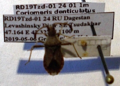 Coriomeris denticulatus