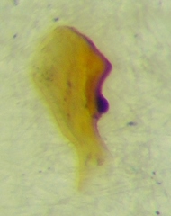 Coriomeris denticulatus