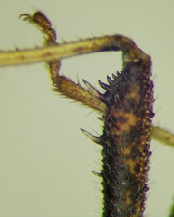 Coriomeris denticulatus