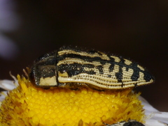 Acmaeodera amplicollis