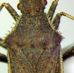 Coriomeris denticulatus