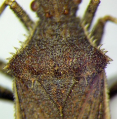 Coriomeris denticulatus