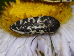 Acmaeodera decipiens