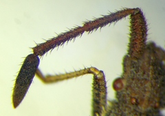 Coriomeris denticulatus