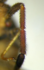 Coriomeris denticulatus