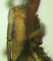 Coriomeris denticulatus