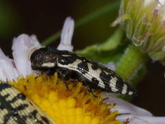 Acmaeodera decipiens
