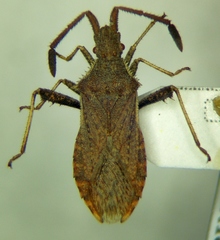 Coriomeris denticulatus
