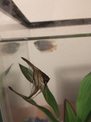 Pterophyllum