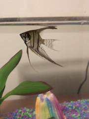 Pterophyllum