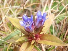 Gentiana scabra buergeri