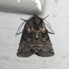 Abrostola microvalis